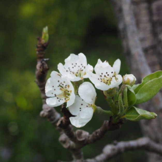 Crab Apple